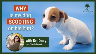 How To Prevent Your Dog From Butt Scooting
