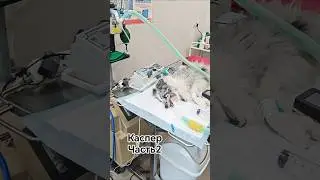 Корректировка прикуса. Клиника Доктор Вет. Стоматолог Котляров А.С. #ветклиника #puppy #стоматология