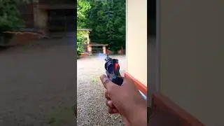A toy gun that actually shoots?? Cap Gun Pistol #gun #guns #toygun #fyp
