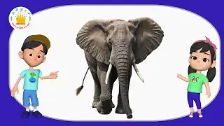 காட்டு விலங்குகள் 🐯🐘- Learn Wild Animals Names, Sounds & Spellings with Real Videos- Tamilarasi