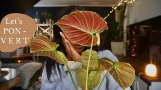 Switching My Philodendron El Choco Red to PON