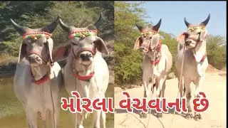 ફટાફટ વેચવાના છે//હાજાભાઇ.93164 48161#ખેડુતપુત્ર#વિમલગઢવી