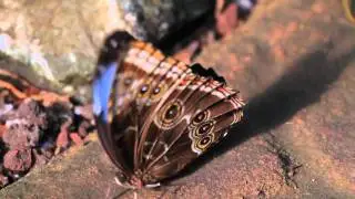 Butterflys | Victoria Butterfly Gardens