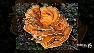 Fuscoporia torulosa - fungi kingdom