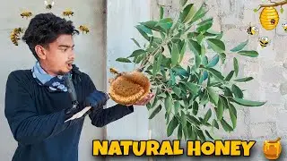 NATURAL HONEY 🍯 #honeybees #naturalhoney#bees