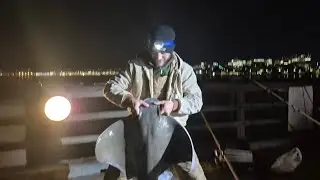 HUGE BATRAY🦇☀️ after Leopard Shark