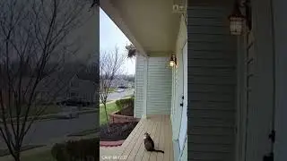 Cat Alerts Owner to Falling Bird Nest | Real CCTV Wildlife Rescue 🐈⬛🐦 #Shorts