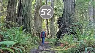 Nr 52 silence of the redwoods