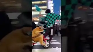 &ldquo;Cycling Cat Tokyo Shibuya Crossing Mein Mega Chaos! 😹🚲🚦 Pedestrian Panic!&rdquo; #cat #funny #cute