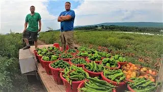Massive harvest before Hurricane Ida arrives