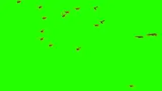 Insects Green Screen