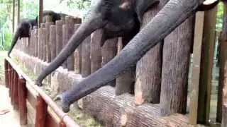 Save our elephants