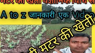 मटर की खेती से लाखों रुपए कैसे कमाए सिर्फ एक महीने में। Live proof a to z jankari sirf ek video mein