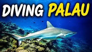 Diving Palau Part 1. German Channel, Ulong Channel, Siaes Tunnel, Rock Islands, 4K Drone Footage.