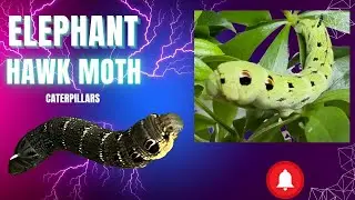 The Elephant hawk moth, D. Elpenor