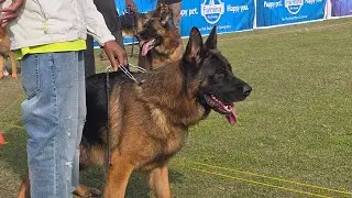 Dog show patiala please share the vlog &hearts;️#viralvideo #shortvideo #trending