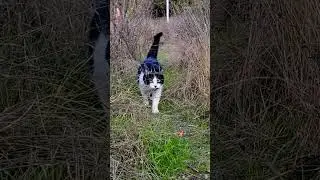 morning hunt - outside cat life #oregon #cat #predator #meow