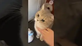 Our little family treasure  #viral #cat #trending #cute #adoreble #adorably #funny #pets #kitten