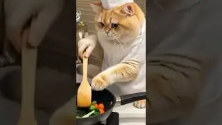 Cat Cooking #catsatwork #cat #catcrew #animals #cooking #fatloss
