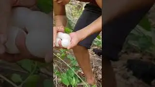 set traps when you see wild chicken eggs
