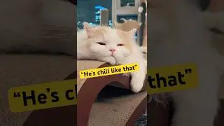 He&rsquo;s In Another Dimension 😂 #cats #cat