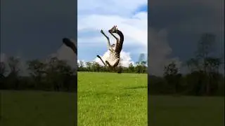Это самый спортивный жираф на свете?