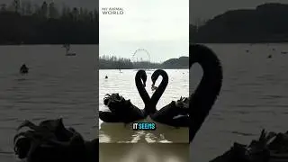 Этот лебедь нарушает все правила любви 🦢 #черныйлебедь