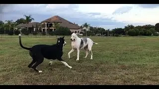 Senior Great Dane Siblings Wrestle Together