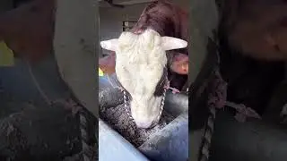 Boca Do'a Dulu Sebelum Ngombor #duniasapi #sapi #sapijumbo #simental #simentalsuper #setiafarm