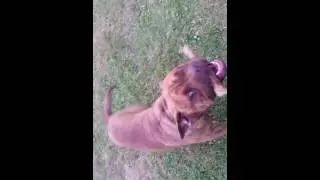 Zane cane corso mixed with old english bulldog