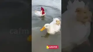 #swimming chicken #funny #cute #cuteanimals  #viral #trending