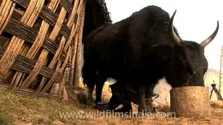 Milking a domestic cross-bred Yak in Arunachal Pradesh
