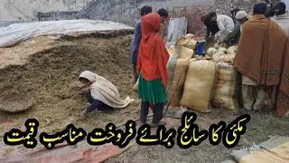 silage business in pakistan  / corn silage for sale