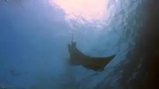 Manta Conservation PADI Specialisation