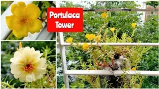 Portulaca Tower ❣️Amazing Ideas | Recycle Plastic Bottles to Grow plants at Home for Beginners