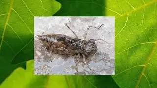 Epiprocta