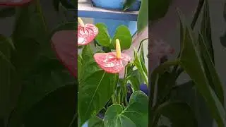 #anthurium#laceleaf