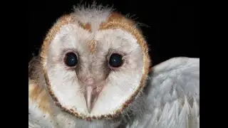 2020-12 The Barn Owls Among Us: How can we Coexist in the 21st Century, by Sofi Hindmarch
