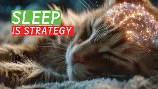 The Sentry Nap: Why Cats Choose the Left Side