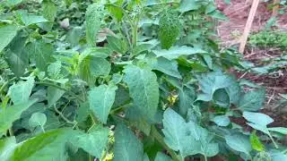 Cánh đồng rộng mênh mông, súp lơ 🥦 đang ra bông, cải bắp đang cuốn🥰