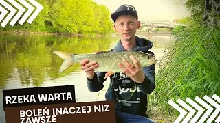 SPINNING NA RZECE WARCIE | MÓJ SPOSÓB NA BOLENIE | WEDKARSTWO 2022  NA LUZIE