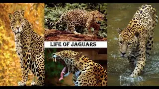 🐆🌿Jaguar A Fearless Hunter: The Apex Predator of the Americas! 🐾🔥