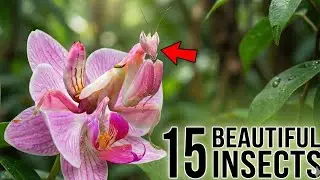 15 Most Beautiful Insects You&rsquo;ve Never Seen Before