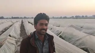 Indian Squash Field in pakistan Punjab | Small Tunnel Farming | inverview with Farmer