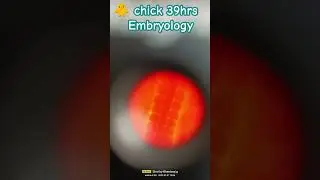 #yt #zoology #slide #microscope #msc #bsc #science #2025 #learning #study #trendingshorts #ytviral