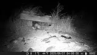 weasel2