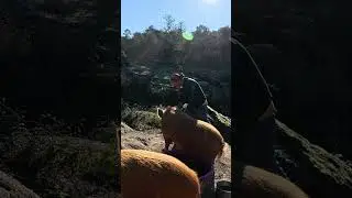 2 Minutes of calm to relax you  ❤️Slow living on our off grid farm in Central Portugal