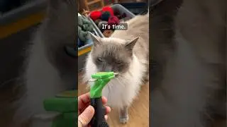 Hand spinning yarn from my cats hair 🐱