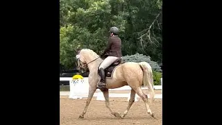 1st Level Freestyle USDF 2024 Region 2 Championship - 10th place