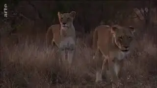 les animaux dafrique documentaire animalier 2021